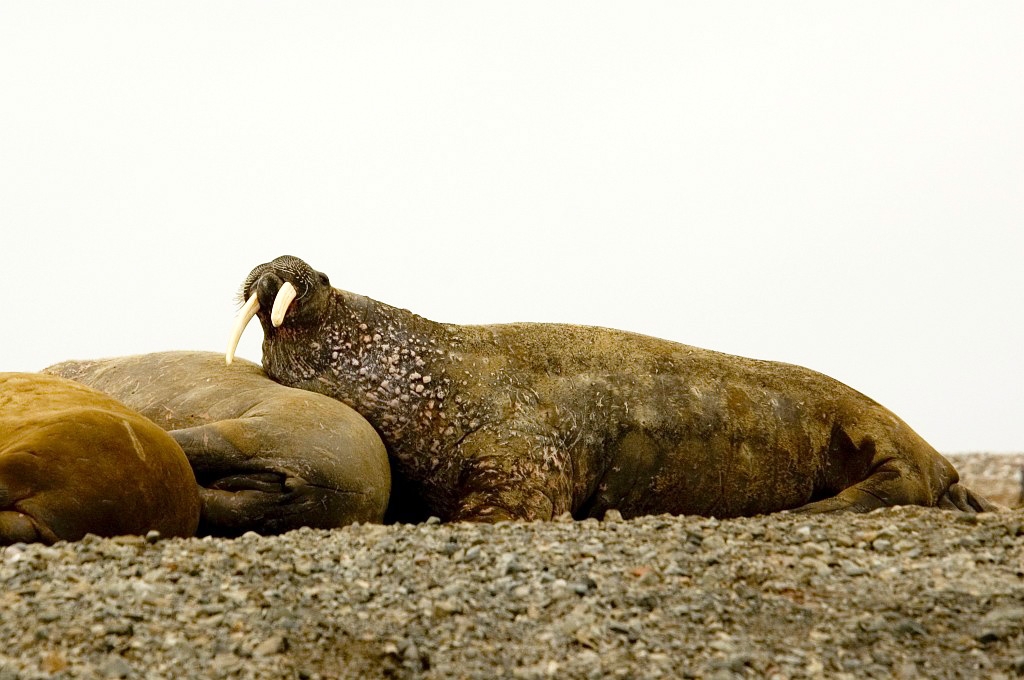 2507 Lågøya Hvalros25.jpg - Walrus (Odobenus rosmarus) Hvalros, Spitsbergen Norway July 2008